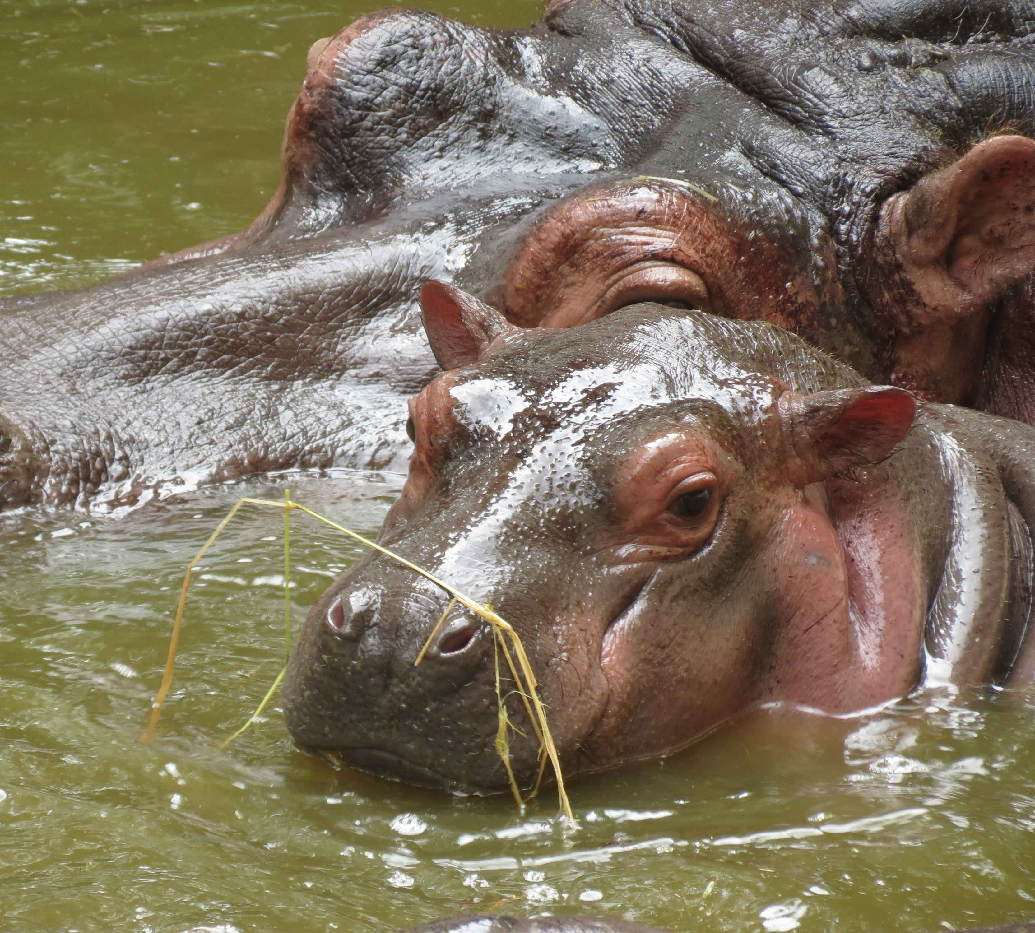 Hippopotamus